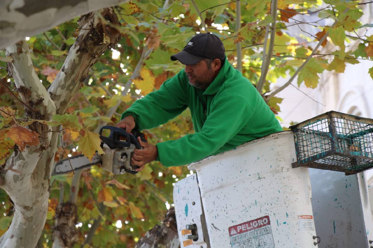 COMENZÓ LA TEMPORADA DE PODA DEL ARBOLADO URBANO