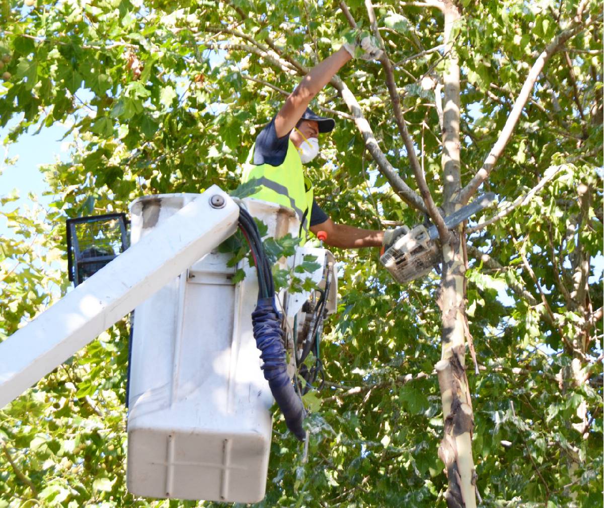 LA DIRECCIÓN DE PAISAJES Y PASEOS PÚBLICOS REALIZARÁ TRABAJOS DE PODA EN LA CALLE TEHUELCHES