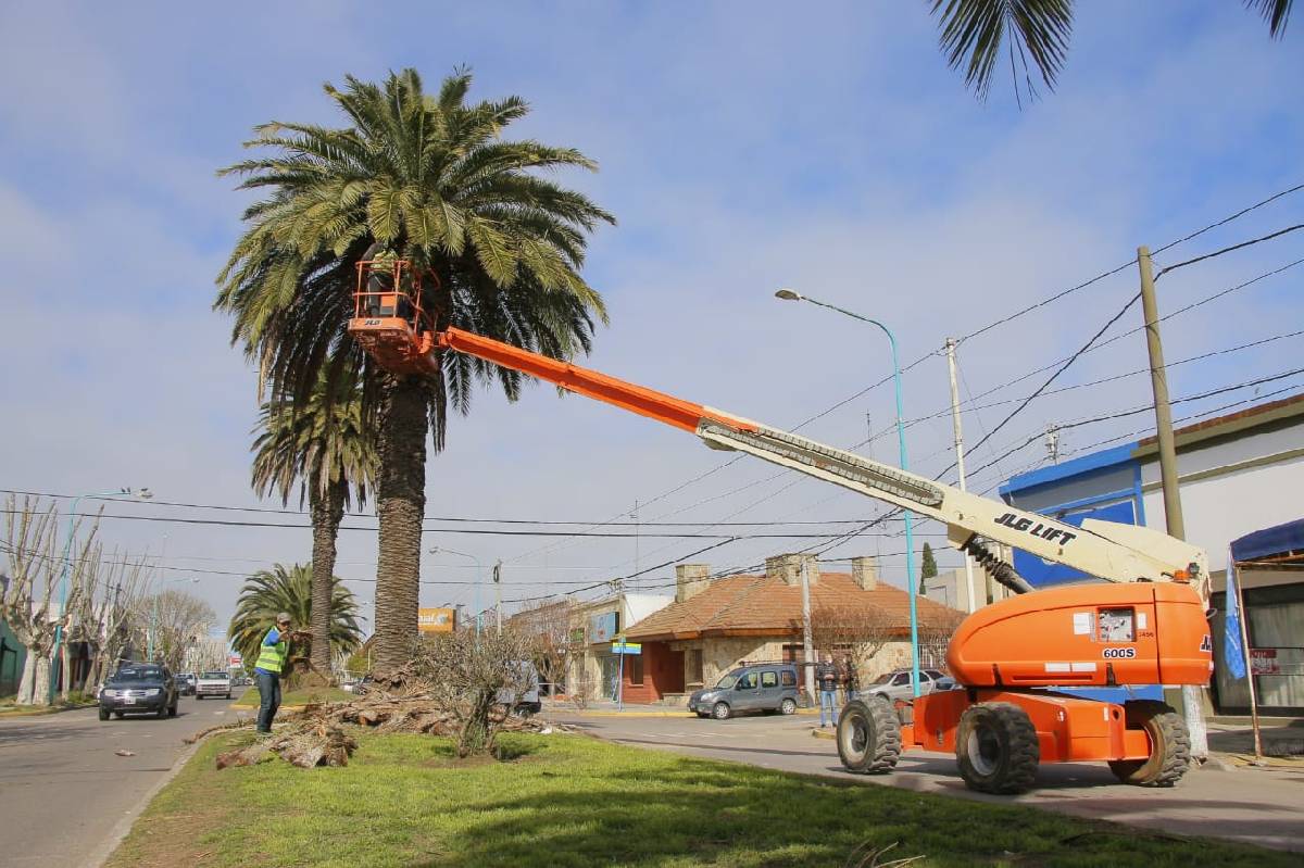 LA SECRETARIA DE ESPACIOS PÚBLICOS Y AMBIENTES FINALIZÓ CON LA PODA DE PALMERAS