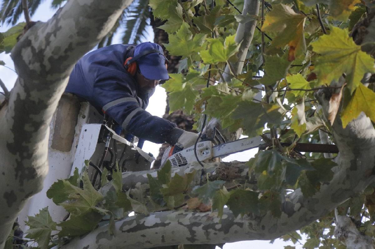 COMIENZA LA TEMPORADA DE PODA DEL ARBOLADO URBANO