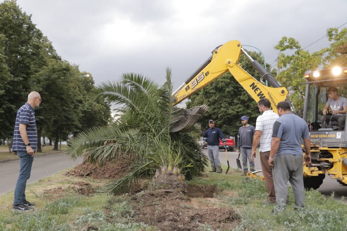 LA SECRETARIA DE ESPACIOS PÚBLICOS Y AMBIENTE REPUSO LA PALMERA EN LA AV. GRAL. PAZ