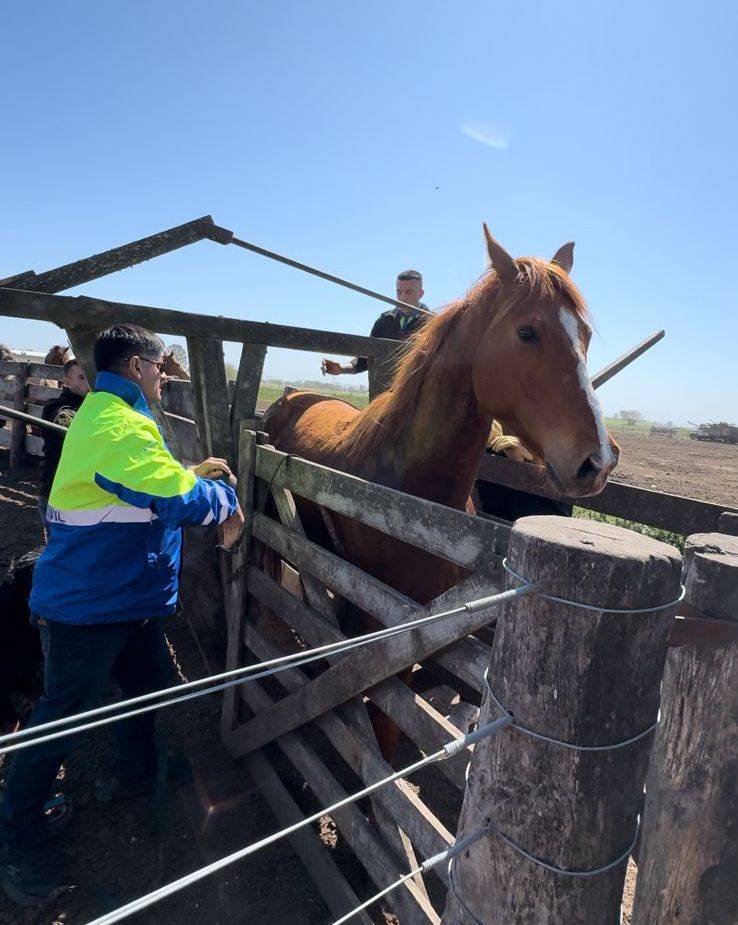 SE SECUESTRARON 11 EQUINOS EN LA VÍA PÚBLICA EN EL MARCO DE UN OPERATIVO