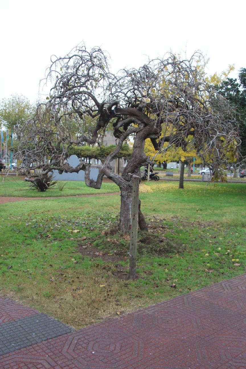 ESPACIOS VERDES TRABAJA EN LA RECUPERACIÓN DE LA HISTÓRICA PLANTA DE MORA DE PLAZA ALSINA